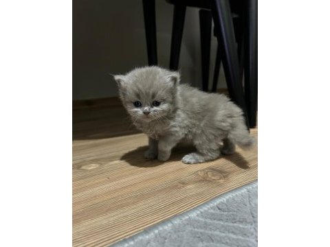 British longhair miniğimize yuva arıyoruz