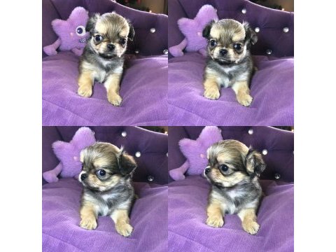 Chihuahua için okumadan iletişim kurmayın lütfen