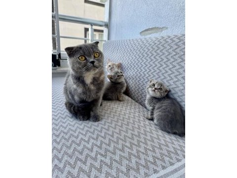 İki aylık yavru kediler yeni yuvalarına hazır