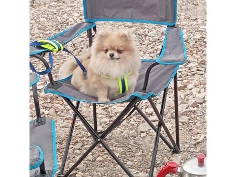 Pomeranian boo thecup