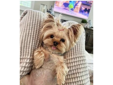A kalite morkie yavrular