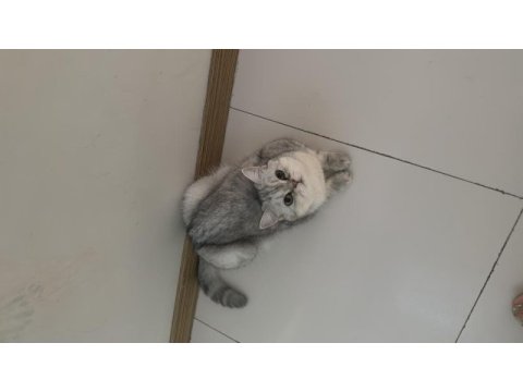 Tatlış pembe burun british shorthair kızım ruby