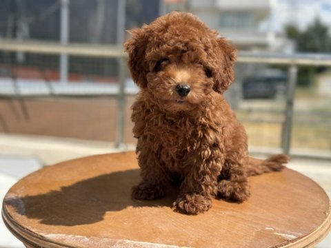 Profesyonel ruhsatlı çiftlikden toy poodle yavrular
