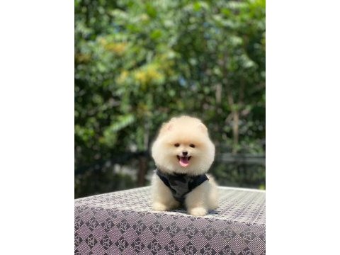 Pomeranian boo safkan ayı surat bebek köpekler