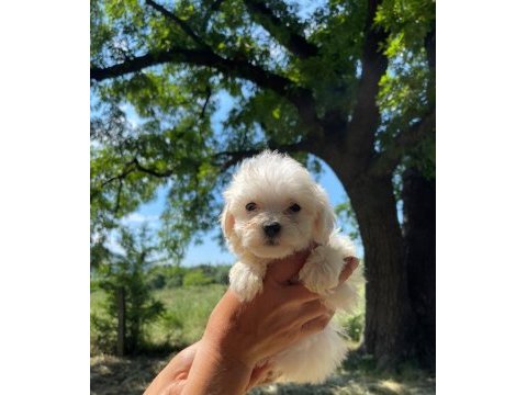 Maltipoo miniklerim