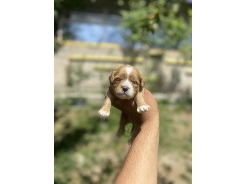 Maltipoo yavrularımız