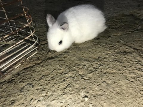 Hollanda cüce tavşanı