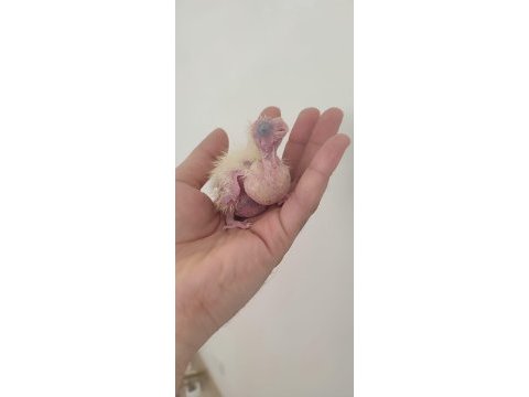 Yavru ve takım ister ayrı ister komple sultan papağanı