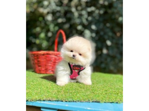 Safkan pomeranian boo yavrularımız