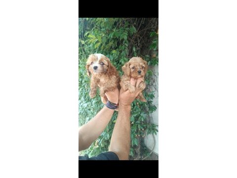 Irk sağlık ve soy garantili maltipoo yavrular