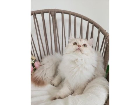 Safkan british longhair silver karşınızda