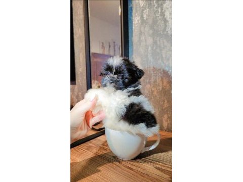 Büyümeyen boy minyatür teacup morkie bebek
