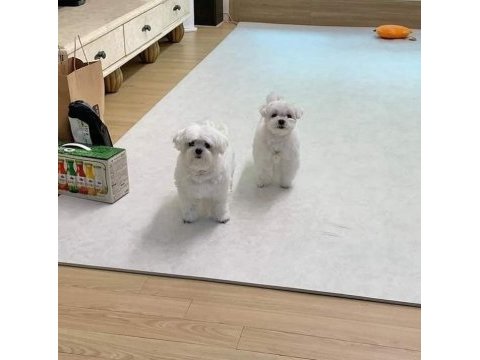 Mini maltese terrier yavruları