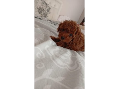 Toy poodle köpeği