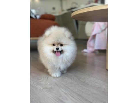 Gülen yüz dişi pomeranian boo teddy face