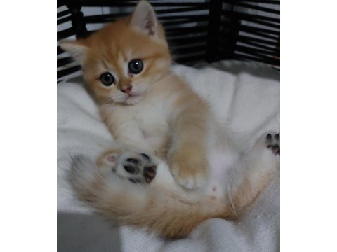 Safkan british shorthair açıklamayı okuyun lütfen