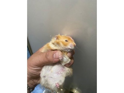 Bıdık hanım hamster (teddy turuncu)