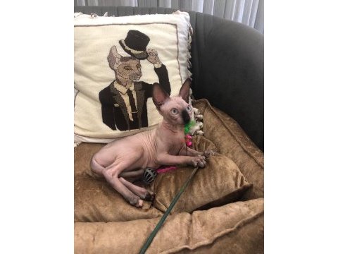 Sphynx sfenks tüysüz dişi erkek yavruları
