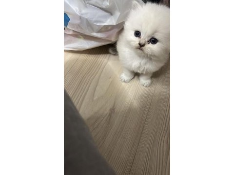 British shorthair yavrular (açıklamayı okuyun)