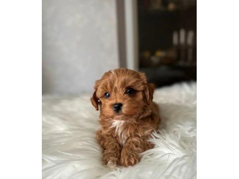 Maltipoo yavrularımız