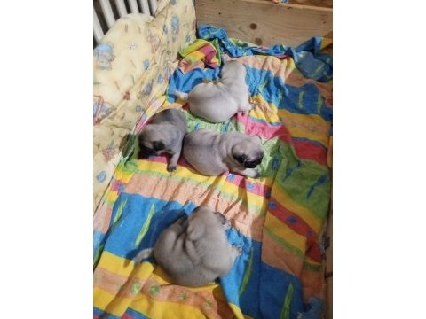 Pug mops yavrular yeni yuvasına gitmeye hazır