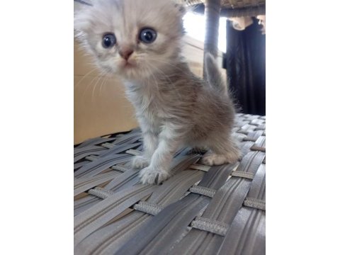 Scottish fold sahiplendirme