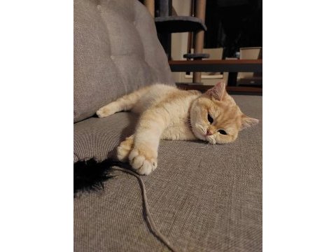 British shorthair golden 1 yaşında dişi