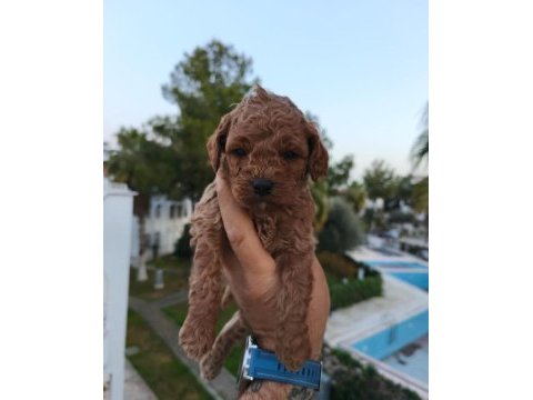 Poodle köpeğimizin tüm aşıları yapıldı