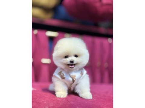 Miço ırk garantili pomeranian