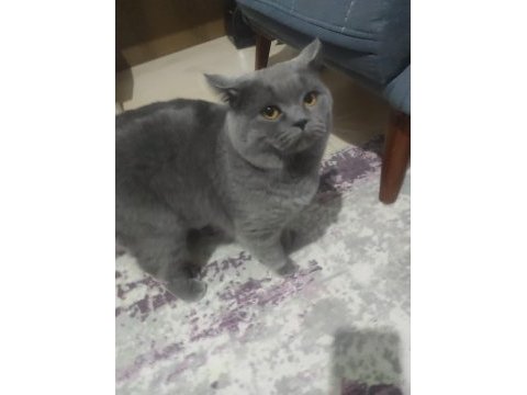 British shorthair yavrular