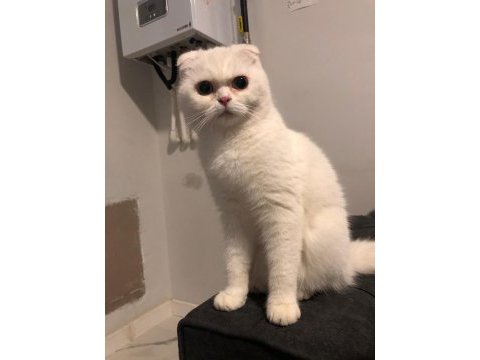 Scottish fold
