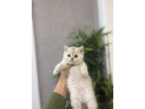 Birbirinden güzel brıtısh shorthair yavrularım 