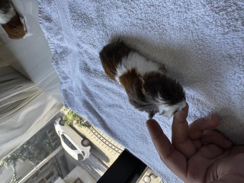Dişi erkek ginepig yavrular antalya