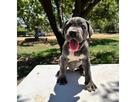Dev cane corso italiano yavruları
