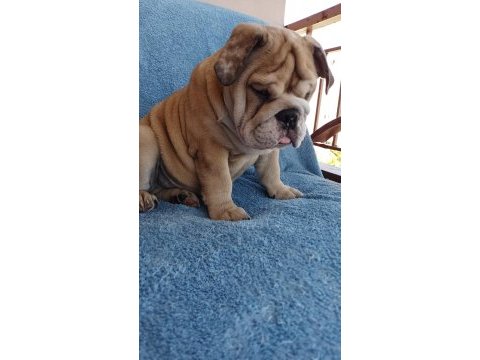 Efsane anatomi orijinal english bulldog yavrular