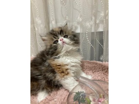 Exotic shorthair kediler