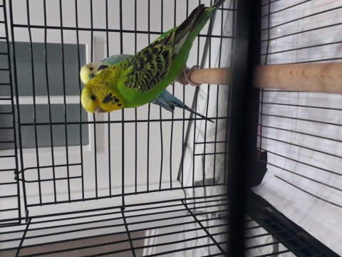 Muhabbet kuşu çiftim