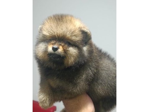 Pomeranian boo yavrularımız ırk ve sağlık garantili