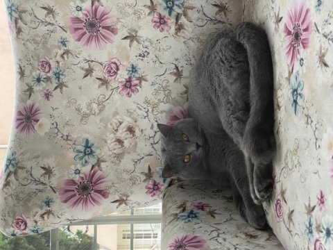 Irk garantili scottish fold ve british yavrularımız