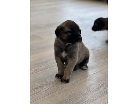 Safkan kangal panter torunu soy garantili
