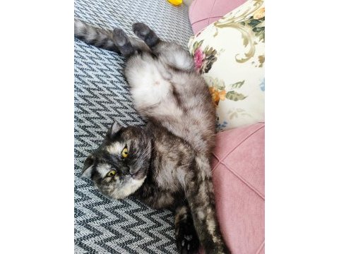 Ücretsiz sahiplendirme scottish fold kedimiz