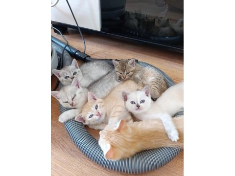 British shorthair mersin tarsus cüzi ücretli