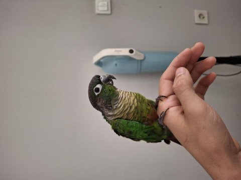 El besleme ınsancıl konur papağanı