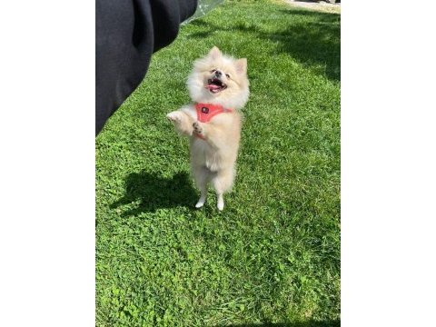 8 aylık dişi pomeranian yavrumuz