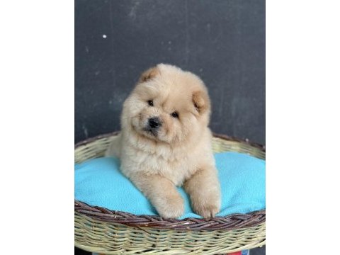 Kartopu gibi panda yavruları chow chowlar
