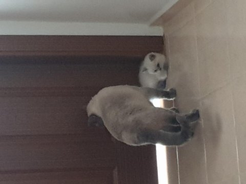 50 günlük erkek british shorthair
