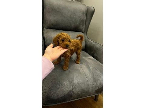 4 yavru toy poodle