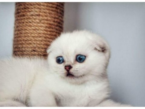 Safkan scottish fold & british shorthair kediler
