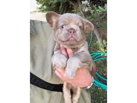 French bulldog yavru köpekler
