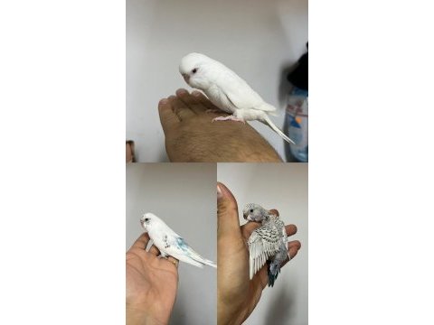 Ele alıskın yeni yeme düşmüş özel ırklar